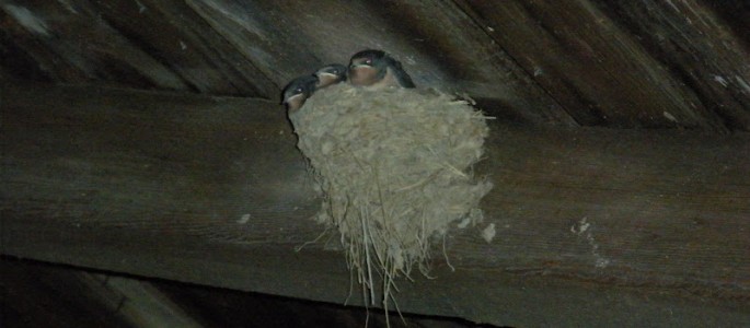 Nesting birds in shed