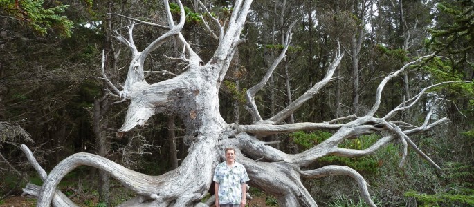 Man standing in front of tree roots shows their huge size